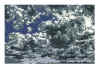 NN IV gris et gris violet.jpg (405820 octets)