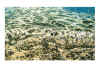 vague VII vert et ocre.jpg (299819 octets)